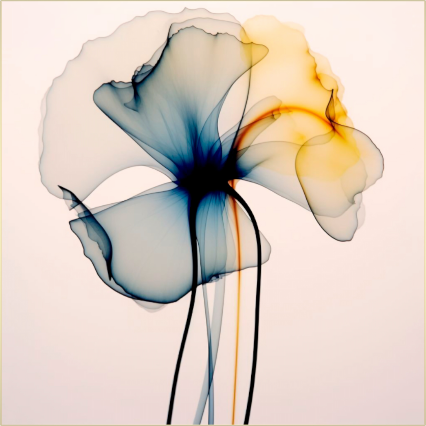 'Dreams of Floral Light' behind Plexiglass